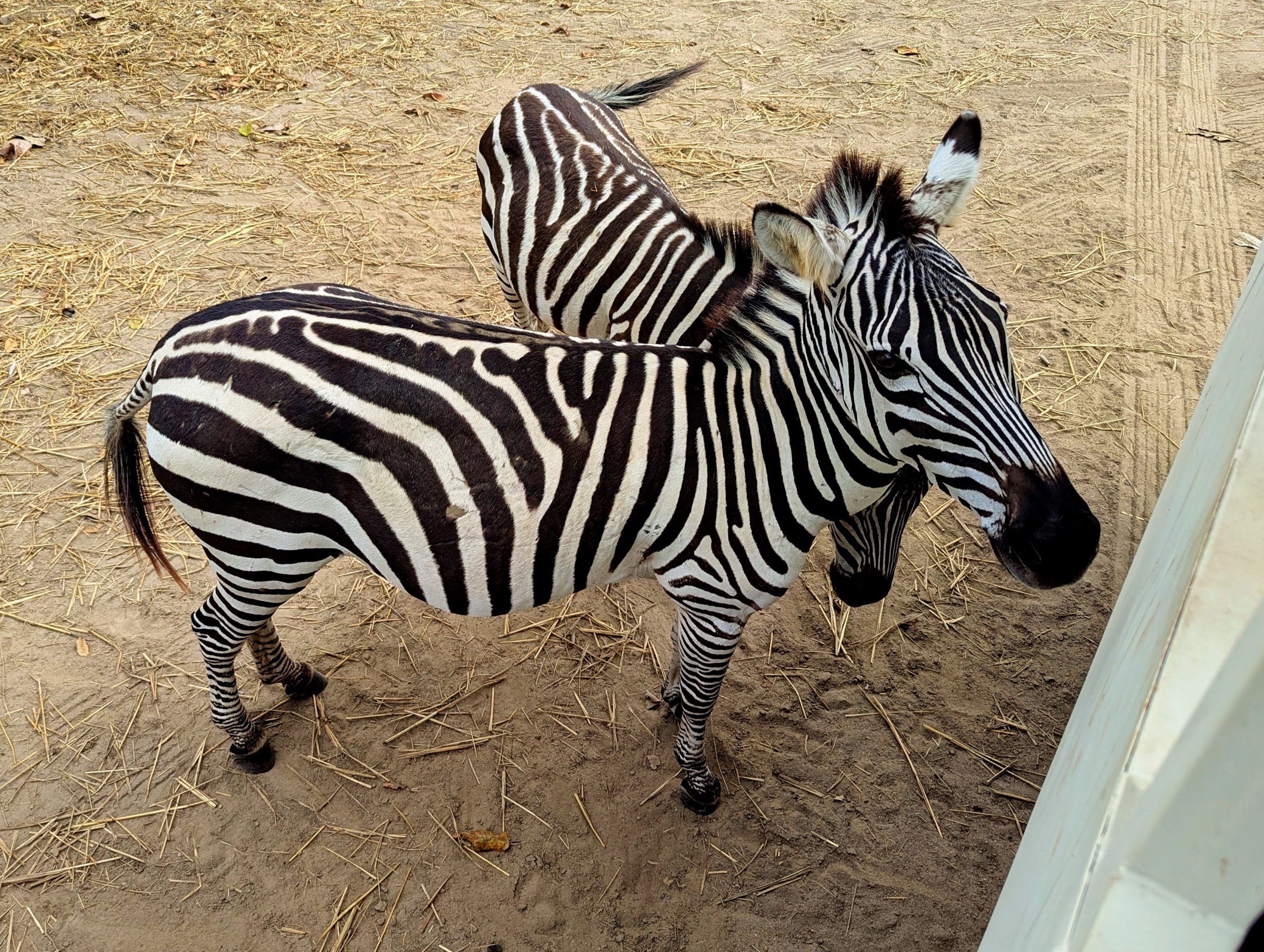 PXL_20250116_191742120_display